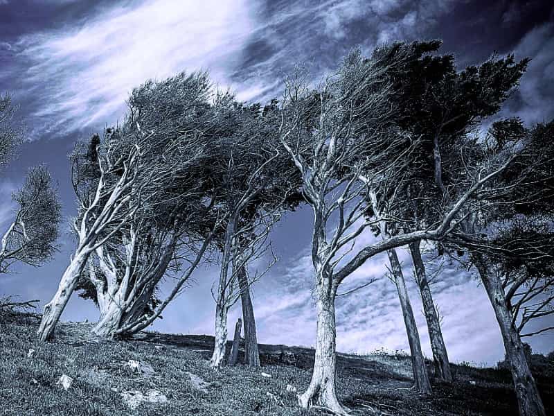 Strong wind pushing over large trees, symbolizing the type of storm-related threats that often trigger Homeowners Insurance claims for roof and siding repairs.